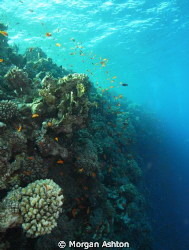 Sunlight on Elphinstone Reef by Morgan Ashton 